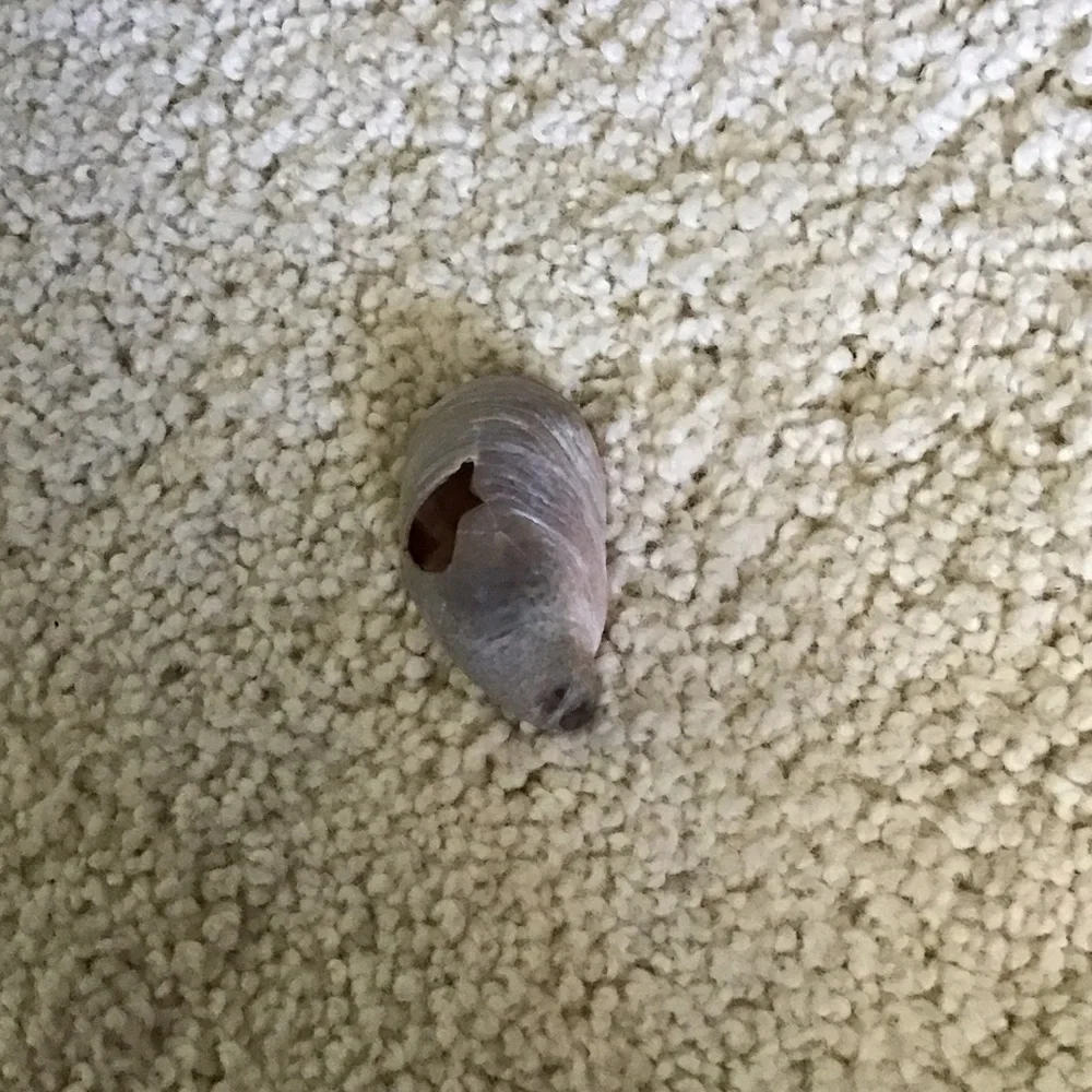 Natural Hermit Crab Shell for Small Pets